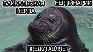 Нерпинарий-июль 2026г.