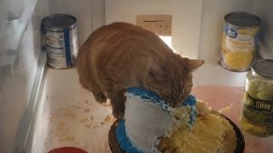 Приколы с кошками