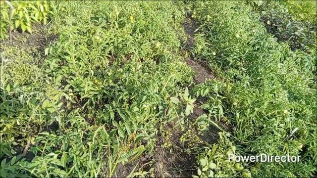 Продолжаю обзор томатов в открытом грунте.