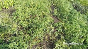 Продолжаю обзор томатов в открытом грунте.