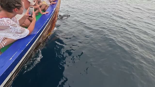 дельфины рядом с островом Олувели / Dolphins Nearby Olhuveli