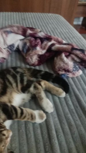 кошка