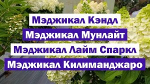 Обзор метельчатых гортензий: СЕРИЯ МЭДЖИКАЛ (КЭНДЛ, МУНЛАЙТ, ЛАЙМ СПАРКЛ, КИЛИМАНДЖАРО)
