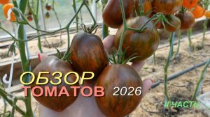 🍅Обзор коллекционных сортов ТОМАТОВ сезона 2026. II часть