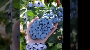 Новинки промышленных сортов голубики Мегас блю, Титаниум, Калипсо 🫐 Питомник растений «Солнечное»