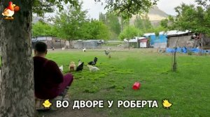 Содержание кур в домашних условиях и других птиц во дворе у Роберта 🐣🐤🦆🐔🪿🦃 (569)