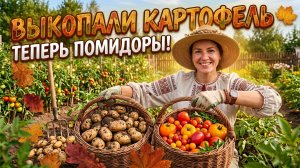 Выкопали картофель, обзор томатов