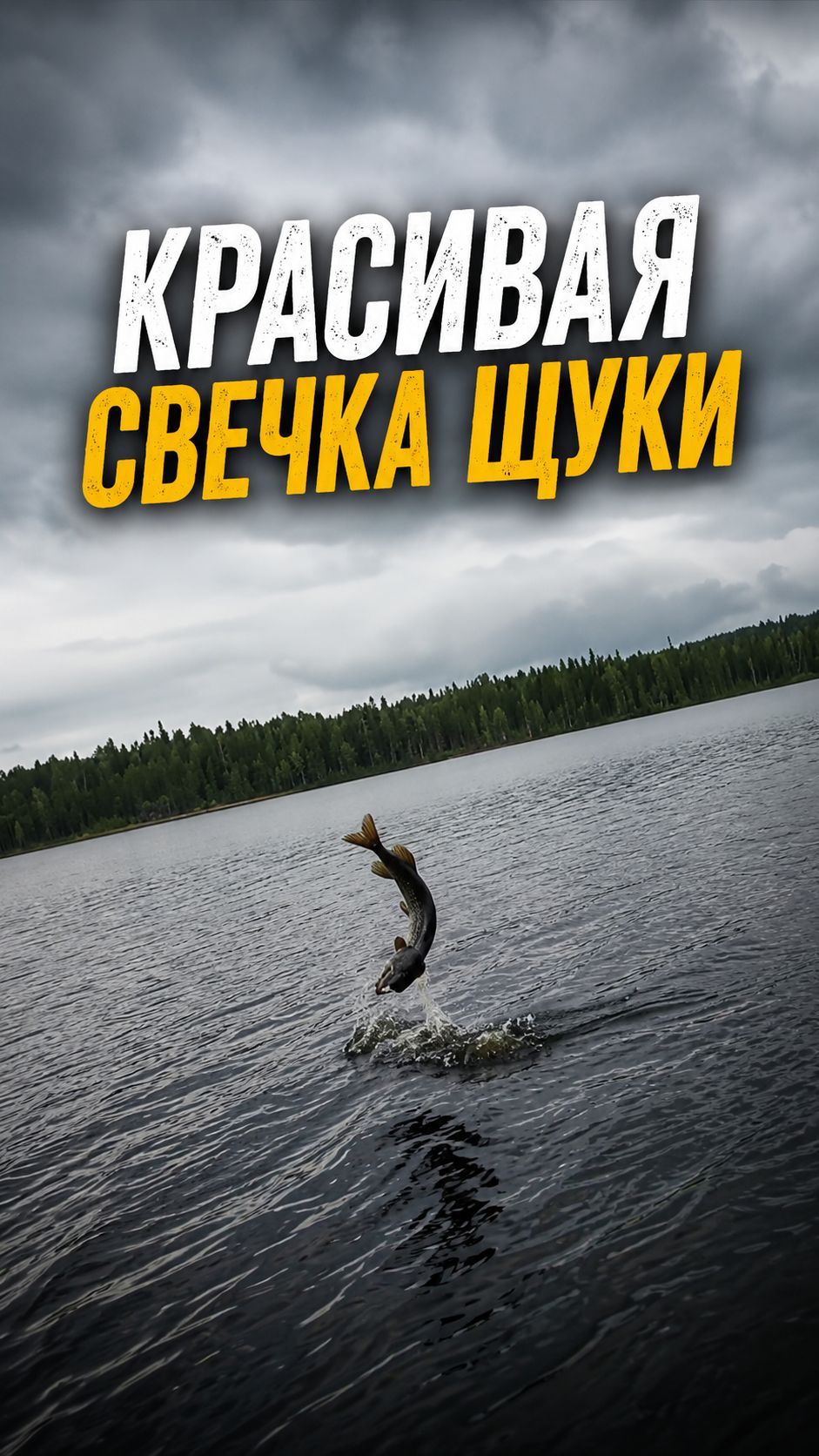 Красивый сход щуки