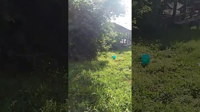 30.07.26 сбор малины и абрикосов в Святогорье