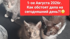 1-е Августа 2026г. Как обстоят дела, новые жители дома.