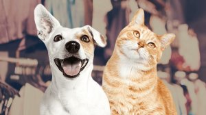 СМЕШНЫЕ КОТЫ | ЛУЧШИЕ ПРИКОЛЫ С КОТАМИ, СОБАКАМИ, КОШКИ, СОБАКИ, ЖИВОТНЫЕ, СМЕШНОЕ ВИДЕО
