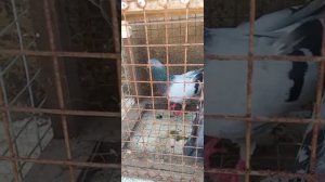 новые голуби на территории  , будем покорять небо