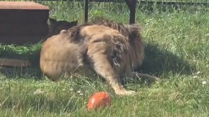 KHDT2314_31.07.2026_Видео от Светланы