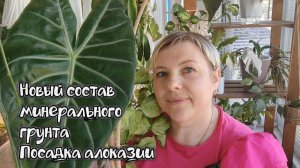 Новый состав минерального грунта. Посадка алоказии