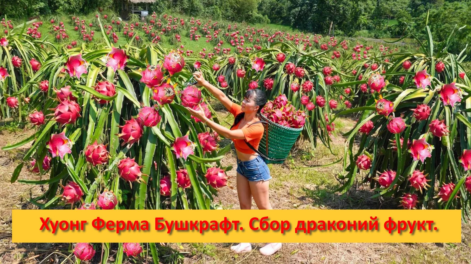 Хуонг Ферма Бушкрафт. Вьетнам. Сбор драконий фрукт на продажу.