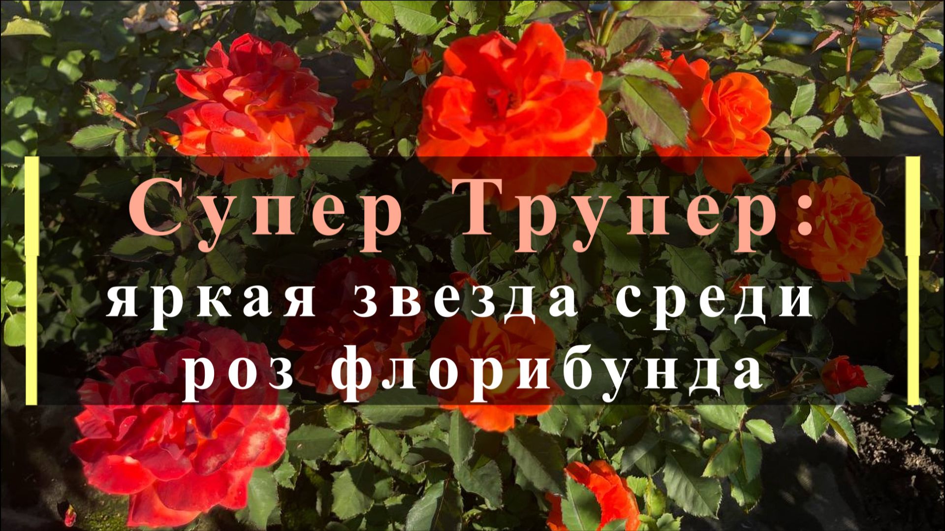 Супер Трупер: яркая звезда среди роз флорибунда