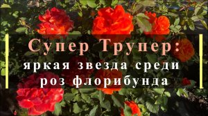Супер Трупер: яркая звезда среди роз флорибунда