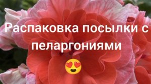 Я затариваюсь пеларгошками❤️Распаковка посылки из г. Кисловодск 🌿🌹🌿