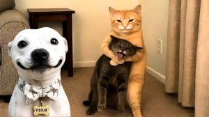 СМЕШНЫЕ КОТЫ | ЛУЧШИЕ ПРИКОЛЫ С КОТАМИ, СОБАКАМИ, КОШКИ, СОБАКИ, ЖИВОТНЫЕ, СМЕШНОЕ ВИДЕО