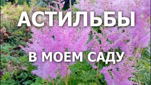 Астильбы в моем саду