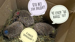 Покрасила и выпустила всех еженят на волю! Вокруг бегают такие же, и чуть меньше, и побольше!