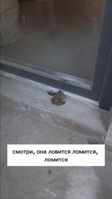 Лягушка, которая пыталась попасть домой #элягеннадьевна #животные #юмор