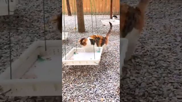 200 Самые смешные животные. Приколы с котами и собаками