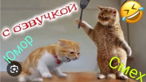 Смешные приколы с животными, юмор 😂