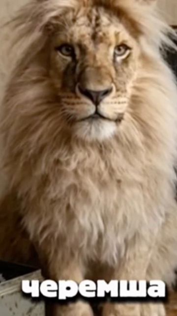 клип как я обещала черемша🐅