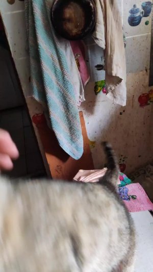 мои питомцы