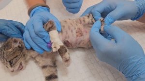Цепляется за жизнь всеми крошечными лапками! 🐾 Новости с осмотра Майли, в которые трудно поверить.