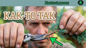 Как черенковать можжевельник казацкий глаука?