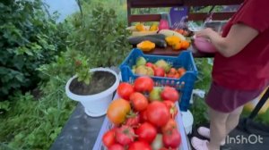 ДОЖДЬ НЕ ПОМЕХА:УРОЖАЙ СОЗРЕВАЕТ