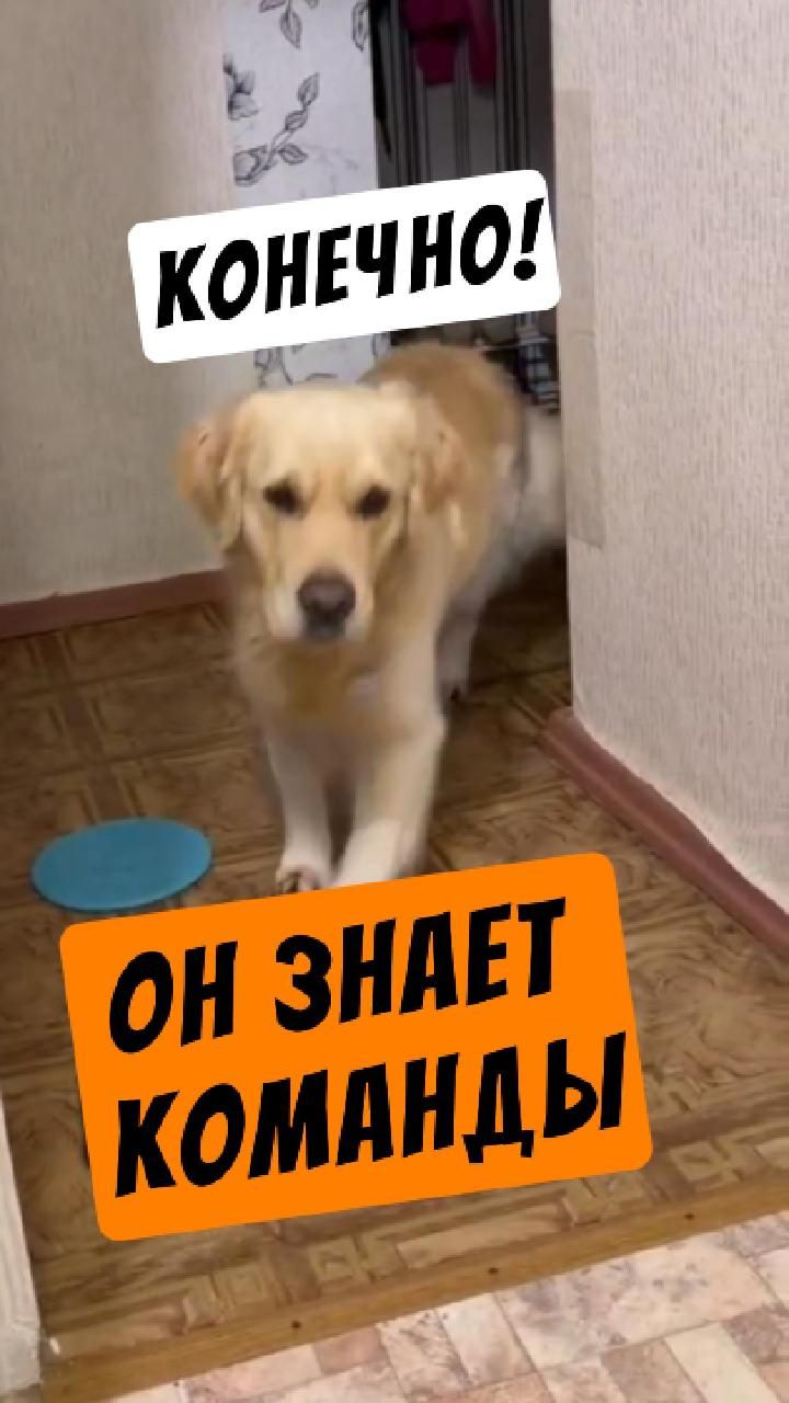 Ваша собака знает команду Ко мне на улице?