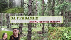 ЗА ГРИБАМИ.Владимирская область