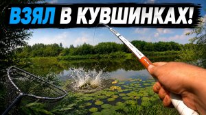 ТИХАЯ РЕЧКА ВЫДАЛА КРУПНЯК! Закинул поплавок в КУВШИНЫ и он КЛЮНУЛ! Рыбалка 2026