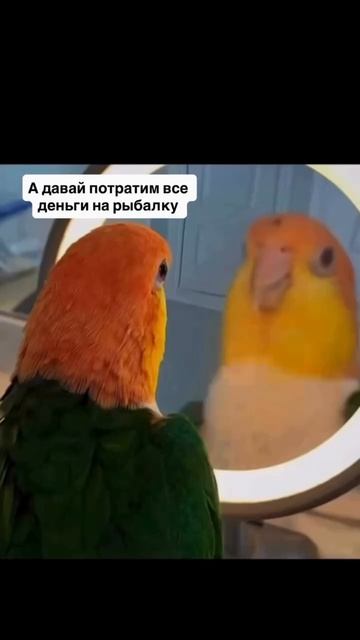 Инвестирую в крючки, леску и прикорм🎣