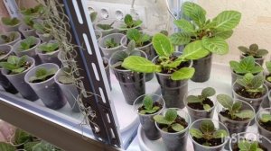 Глоксинии  из семян подростают 😊🌱 детский сад малышей 🌸🌱🌱