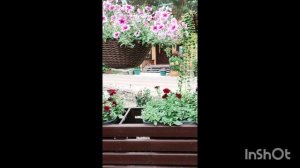 Красивые цветы. Шикарные места в гостевом доме Бегущая по волнам в Хакасии.