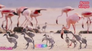 Вулкан Килауэа — самый активный вулкан на Гавайях и один из самых активных действующих вулканов на З