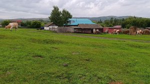 Коров одолели овода/Восстановили загон между дождями