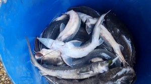 Итоговый улов на малом водоёме