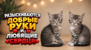 Разыскиваются Добрые руки и Любящие сердца.