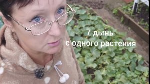 Видео привет с 6 соток 31 июля 2026 года