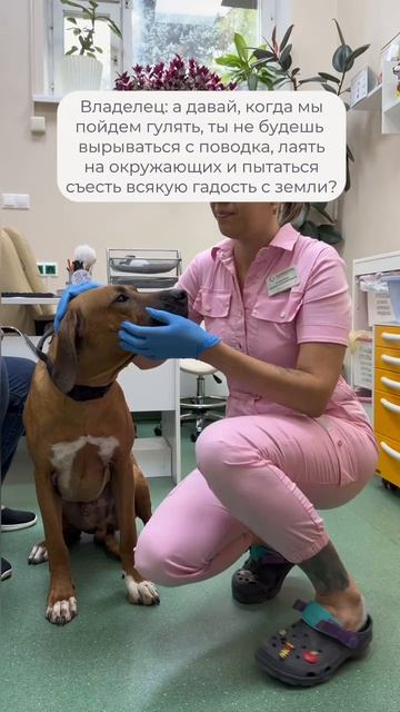 Попытка договориться 🐶