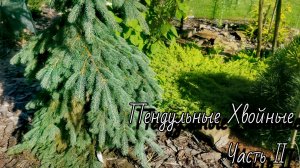 Моя Коллекция Пендульных Хвойных🔥Часть II Обзор🌲31.07.26 #сад #хвойные #garden #дача