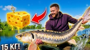 На что клюет ТРОФЕЙНЫЙ ОСЕТР ? Я был удивлен !
