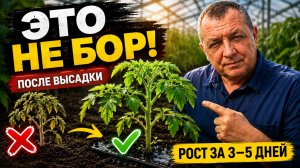 Томаты после высадки стоят и не идут в рост?