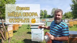 Первая качка мёда 2026! Золотой алтайский мёд разнотравье с пасеки. Отправляем по России 🍯