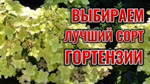 Этот сорт гортензии выдержал все: ветер, ливень и град! Метельчатая гортензия Металлика обзор сорта